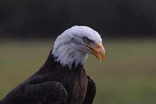 bird American eagle during daytime eagle