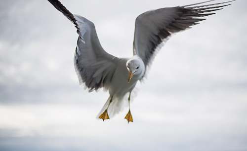 bird bald eagle flying