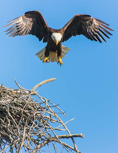 bird bald eagle flap its wing from nest eagle