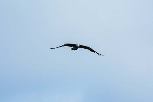 bird bald eagle flying during daytime flying