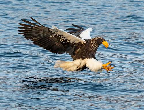 bird bald eagle on sea eagle