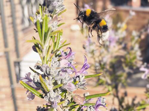 insect bee flying near purple petaled flower during daytime bee