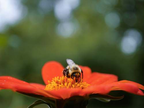 bee bee on flower insect