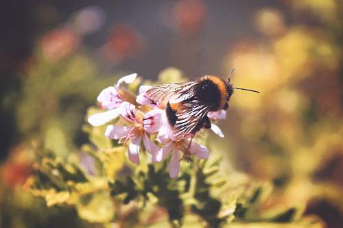 bee bee on flower close-up photography apidae