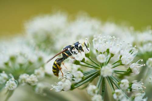 bee bee on white flower andrena
