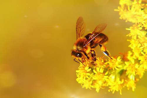 invertebrate bee on yellow flower insect