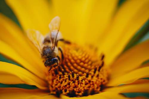 bee bee on yellow flower macro photography honey bee