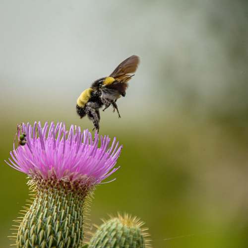 bee bee pearching on purple flower insect