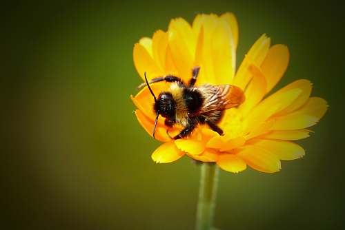 apidae bee perching on yellow flower bee