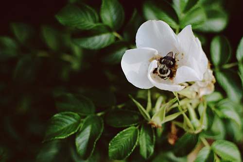insect bee porches on white flower apidae