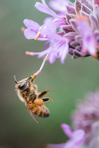 bee bee sipping on purple floewr insect