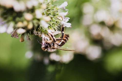 bee bees perching on flowers apidae