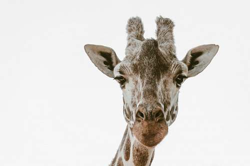 mammal beige and brown giraffe head wildlife