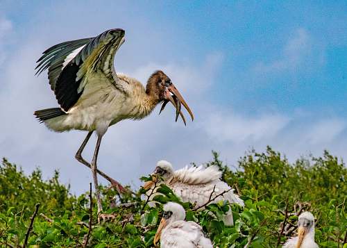 bird beige and white birds stork