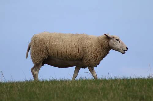 mammal beige sheet on grass field sheep