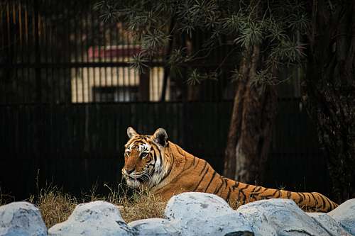 wildlife Bengal tiger lying down on a rock mammal