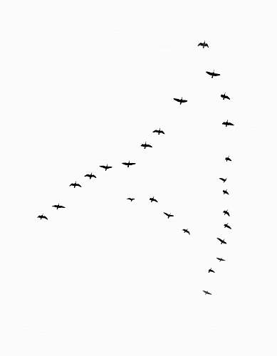 black-and-white bird at flight flock