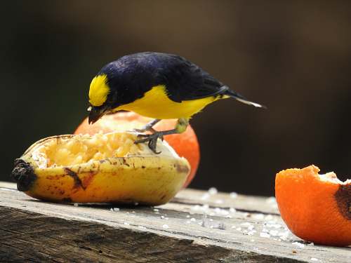 bird bird eating banana fruit plant