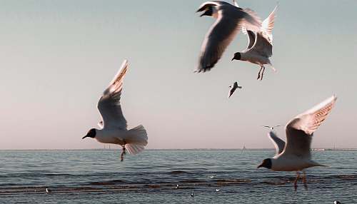 bird bird flying near clam body of water flying