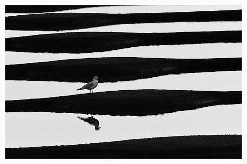 bird bird in a soil lot grey-scale photography black-and-white