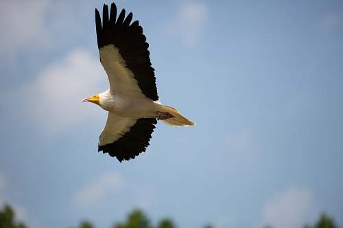 bird bird in flight vogelpark avifauna