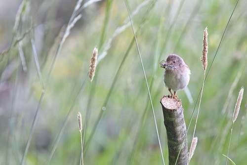 bird bird on cut branch during daytime sparrow