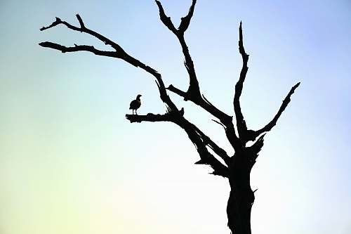 bird bird on leafless tree silhouette