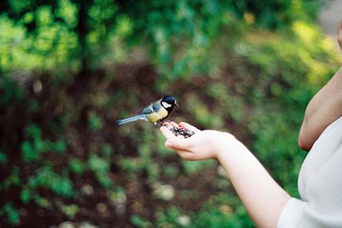 bird bird on person's right palm jay