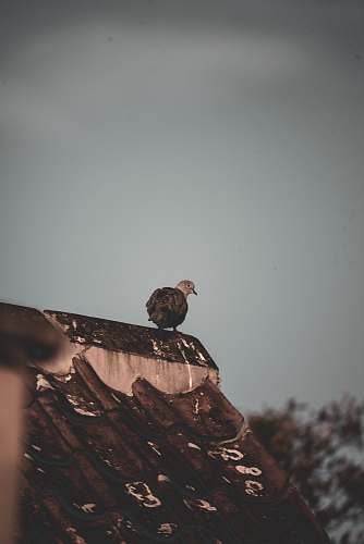 bird bird on roof vulture