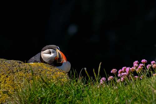bird bird on the grass field photography puffin
