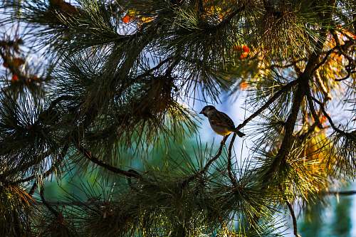 bird bird on tree brance plant