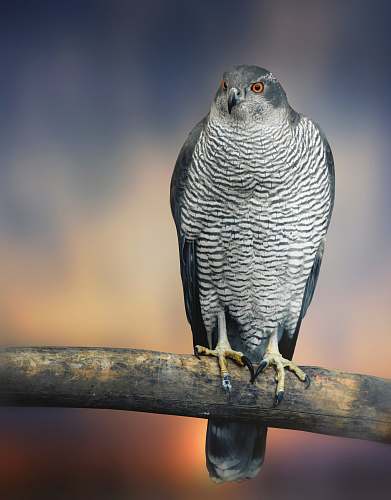 bird bird on tree branch accipiter