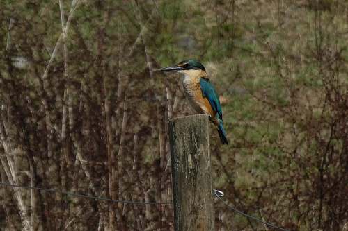 bird bird on wood jay