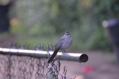 bird bird perched on gray rod jay