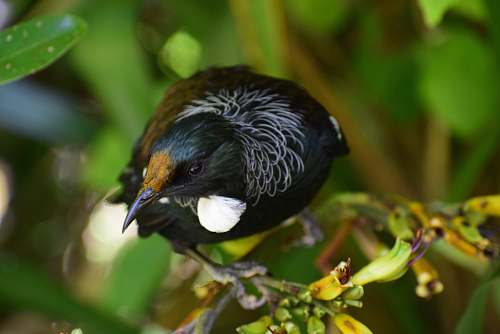 bird bird perched on tree branch beak