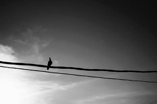 bird bird perches on cable black-and-white