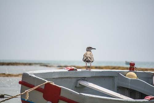 bird bird perching on wooden boat water