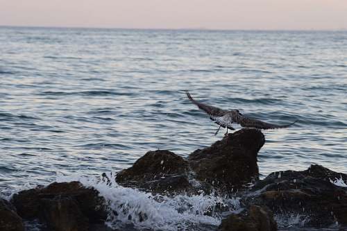 bird birds flying above rocks on sea waterfowl