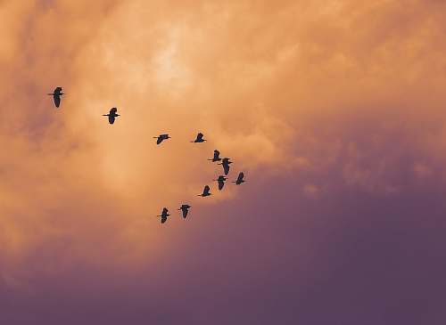 bird birds flying on sky flying