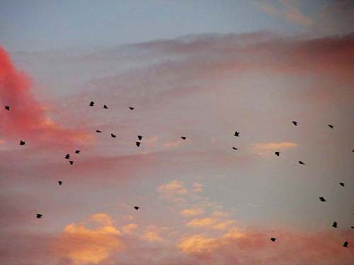 bird birds in flight among clouds flock