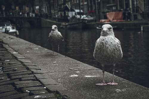 bird birds near river grey
