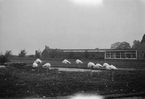 black-and-white birds standing on grass near body of water flock