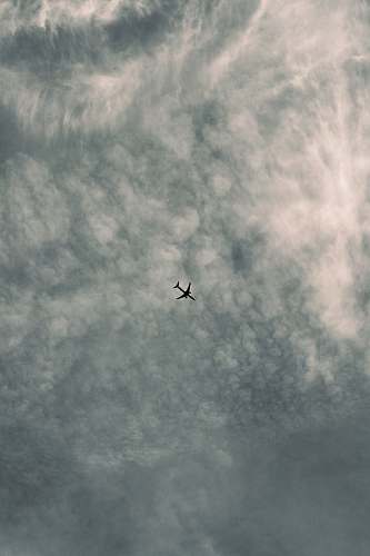 bird black airplane in flight grey