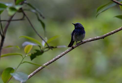 bird black and blue bird jay