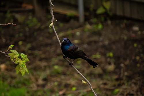bird black and blue bird perching on tree branch during daytime jay