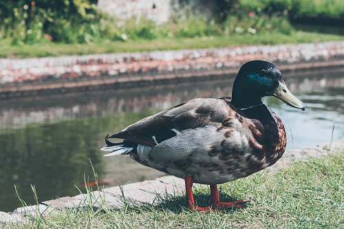 bird black and blue duck duck
