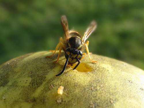 bee black and brown bee andrena