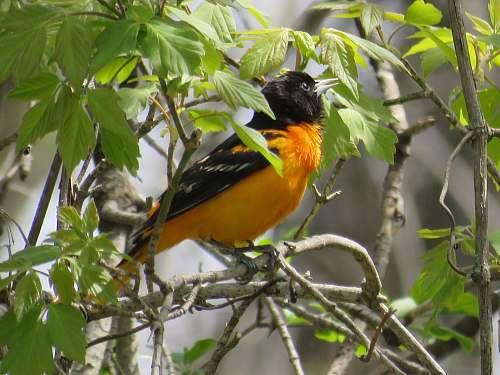 bird black and brown bridge perching on tree branch green bay