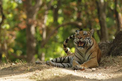 mammal black and brown tiger prawn laying on ground during daytime tiger