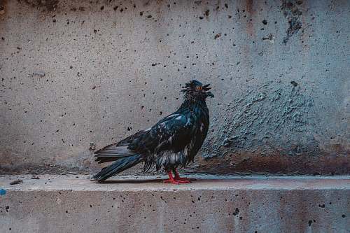 bird black and gray bird on concrete surface dove
